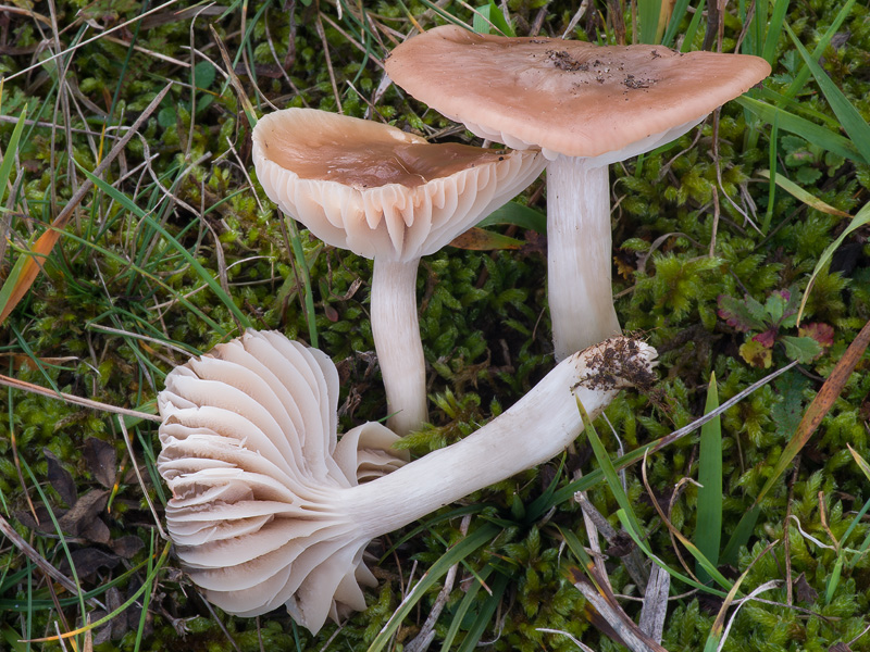 Hygrocybe colemanniana